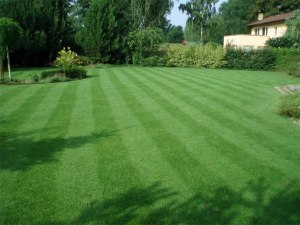 Založení trávníku a údržba trávníku