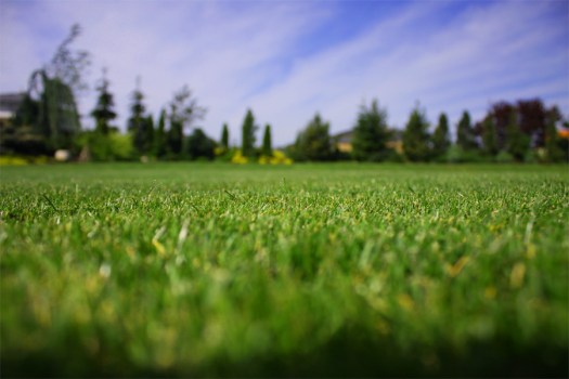 Fotka trávníku. autor: Tomáš Šena