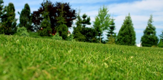 Anglický trávník očima žížaly