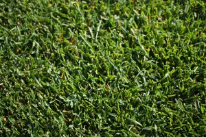 ŠENA greenkeeping 007