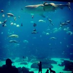 Aquarium v Atlantě a spektakulární podívaná